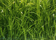 Kingsgate Perennial Ryegrass