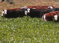 Winfred Forage Brassica