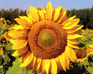 Giant Grey Stripe Sunflower