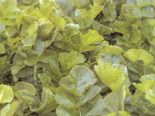 Graza Forage Radish Hearne Seed Graza Forage Radish Hearne Seed