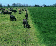 Ohau Tetraploid Hybrid Ryegrass