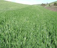 Organic Washford Beardless Barley