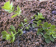 Birdsfoot Trefoil OMRI 