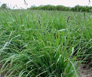 Pauite Orchardgrass Coated