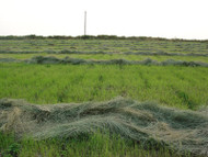 Corvallis Teff Grass Coated