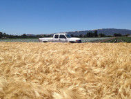 UC 969 Barley Untreated 
