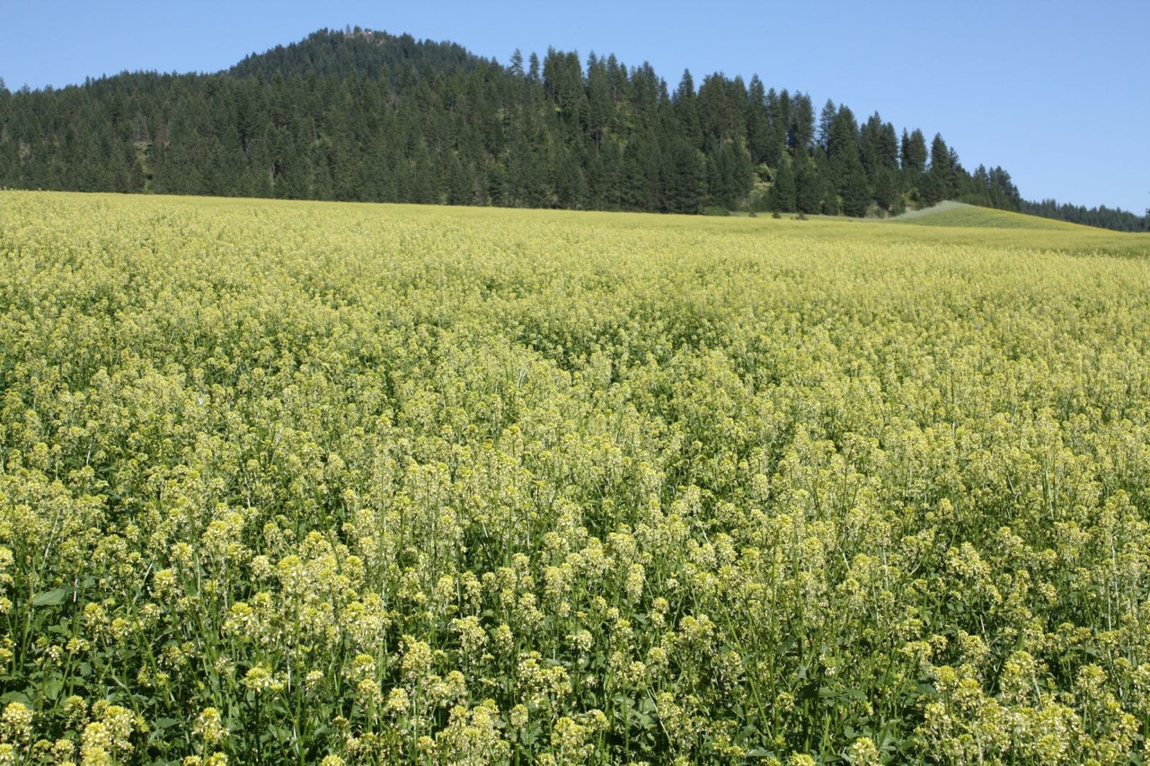 Cover Crop Seeds White Mustard