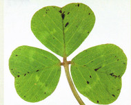 Subclover, Woogenellup OMRI Listed Coating