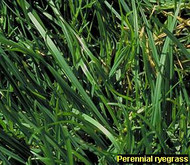 Perennial Ryegrass, Nexus XR