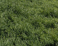 Bestfor Intermediate Ryegrass