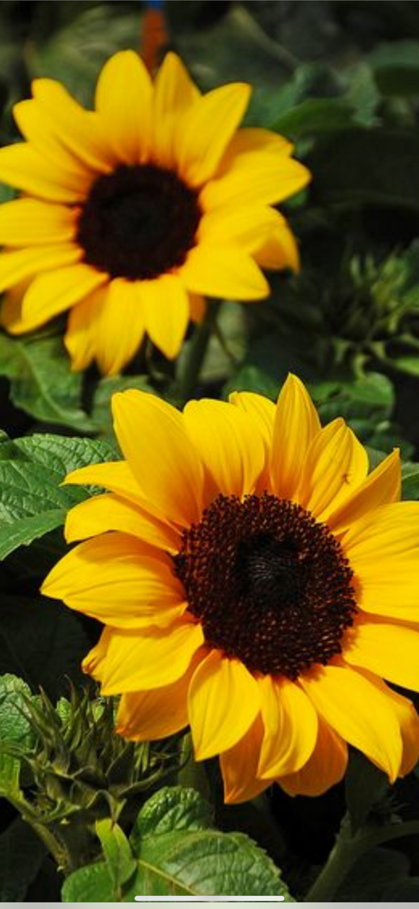 Sunflower Black Hearne Seed