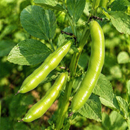 Windsor Fava Beans