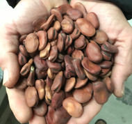 Windsor Fava Beans