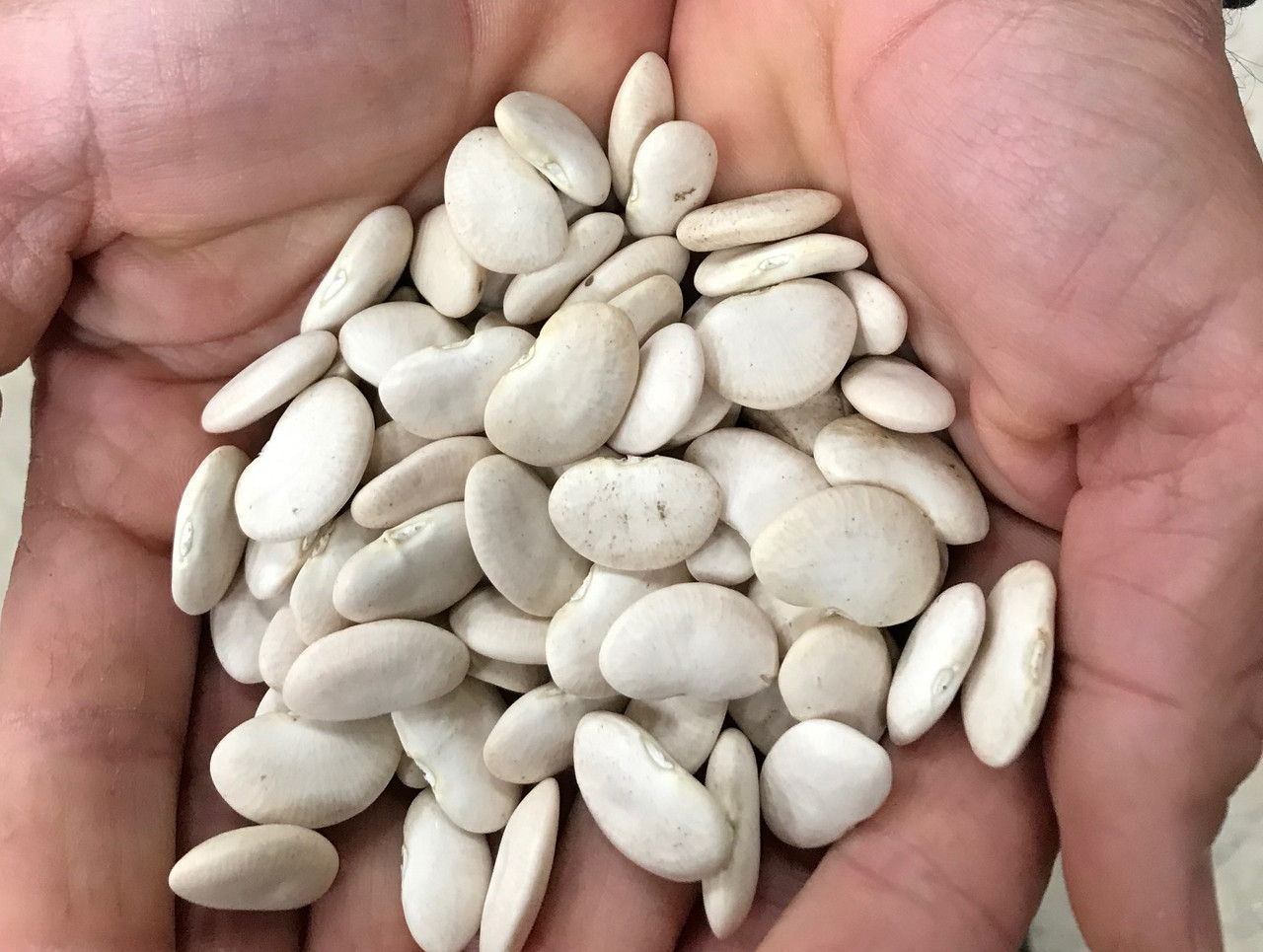 Lima Lee Beans Hearne Seed