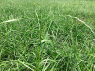 Payday Tetraploid Perennial Ryegrass