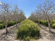 BeeMax Pollinator Mix