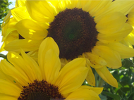 Lemon Queen Sunflower