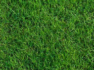 Casino Royale Bermuda grass