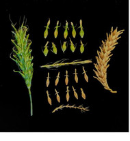 UC Schaller 6 Row Barley Seed