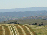 Arivat Barley Treated 