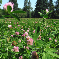 Dynamite  Red Clover Coated