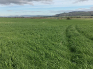 Temora Tall Fescue Coated 