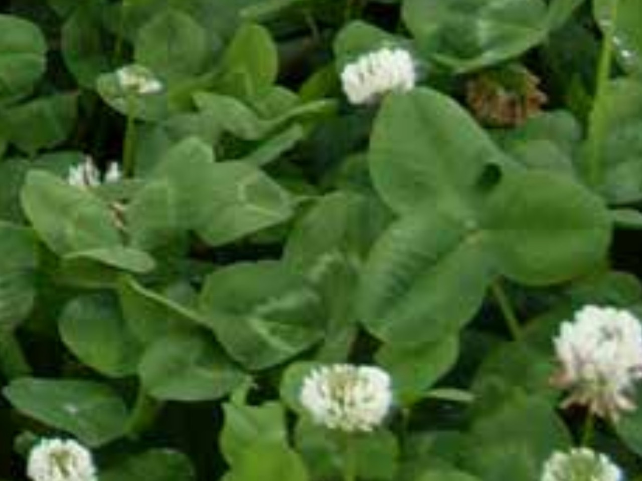 Domino White Clover Ladino OMRI - Hearne Seed