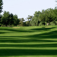 Barenbrug Monaco Bermudagrass + Yellow Jacket (Call for pricing )