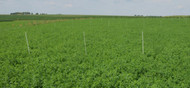 Ameristand 518 NT OMRI Alfalfa