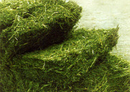 Ameristand 956NT Round Up Ready Alfalfa ( Call for pricing )
