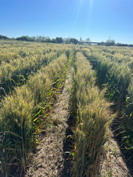 UC 1280 Tehema Barley Untreated 