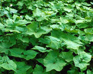 Organic Buckwheat 