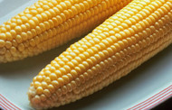 Bodacious Yellow Sweet Corn Treated