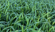  Sorghum-Sudan SP4408 PF Prussic Acid Free CALL  FOR PRICING 