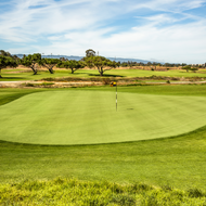 Tee 2 Green Pure Select Bentgrass  25 lb. Bucket