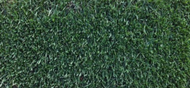 Turf Type Flame   Tall Fescue