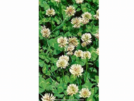 White Clover Dutch OMRI Coated