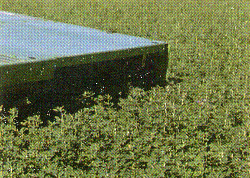 Ameristand 901TS Alfalfa - Hearne Seed
