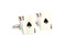 Big Slick Ace King Poker Cards Cufflinks shown as a pair close up image