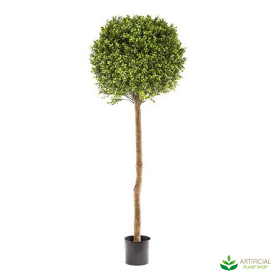 Boxwood Topiary Tree 1.5m