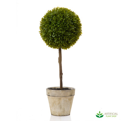 Boxwood Topiary 60cm in pot
