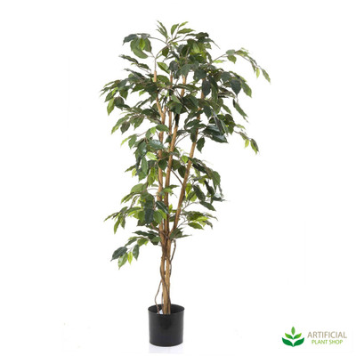 Ficus Tree 1.2m