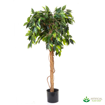 Ficus Ball Tree 1.2m