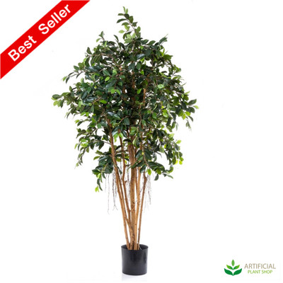 Ficus Tree 1.8m