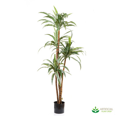 Dracaena Tree Variegated 1.6m