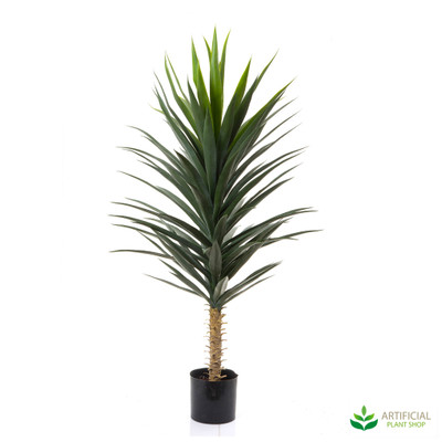 plants in pots yucca tree 1.8m with pot