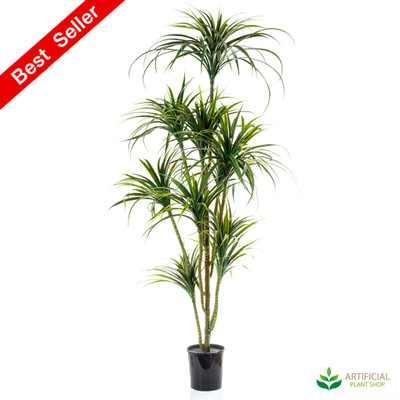 Yucca Tree 1.8m with pot
