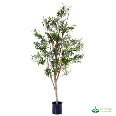 Olive Tree 1.5m
