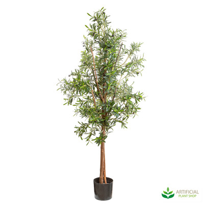 Olive Tree 1.7m