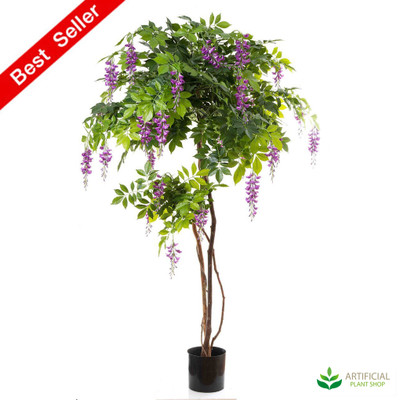 Lilac Wisteria Tree 1.9m
